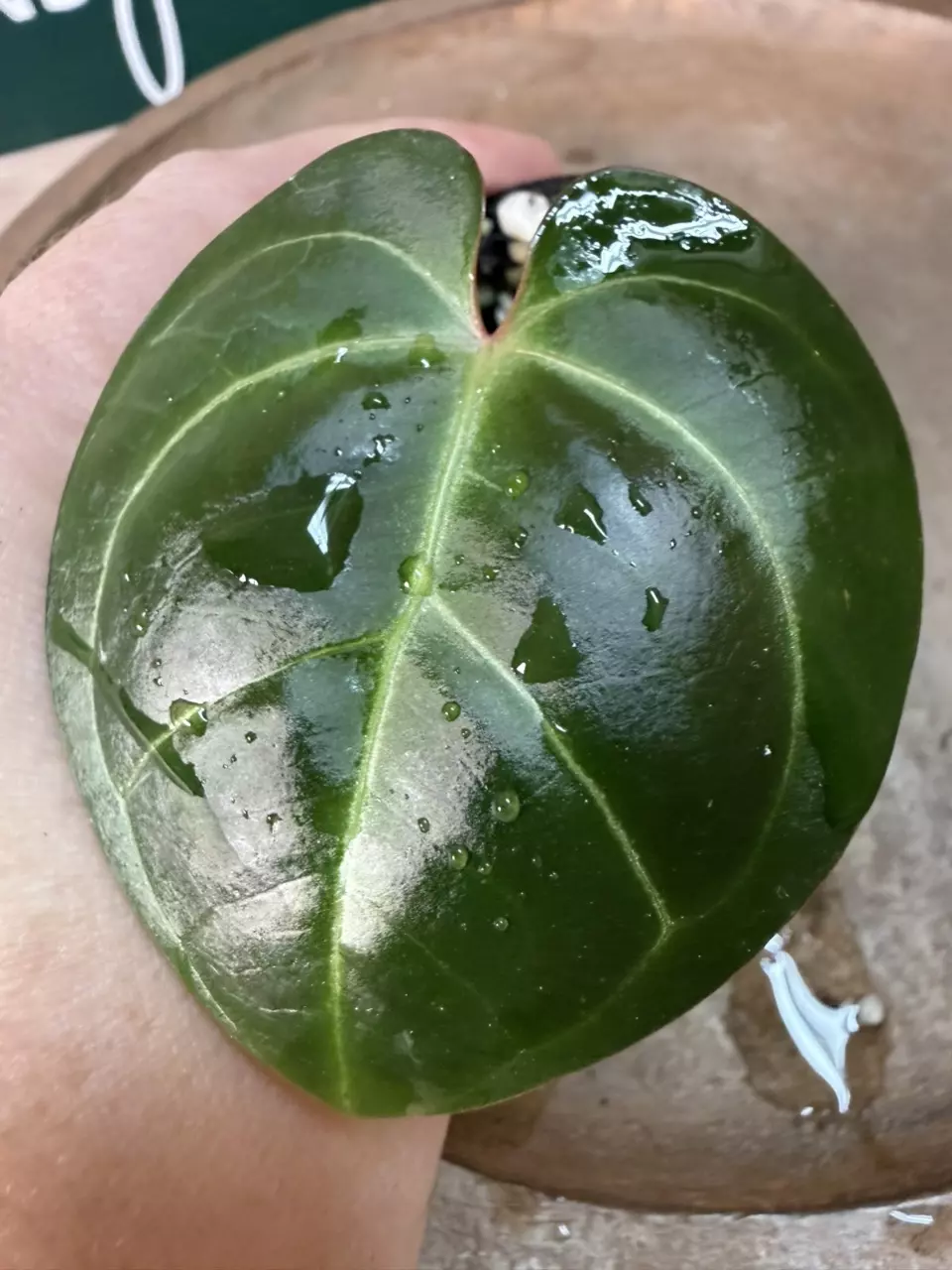 plant/🎉SALE! A. Hoff x Pap-0