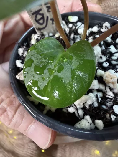 plant/A. Dark Phoenix x KD Goliath-4-thumbnail