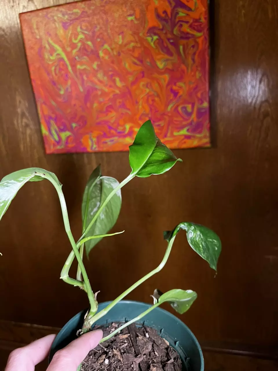 plant/Epipremnum pinnatum albo 4”-1