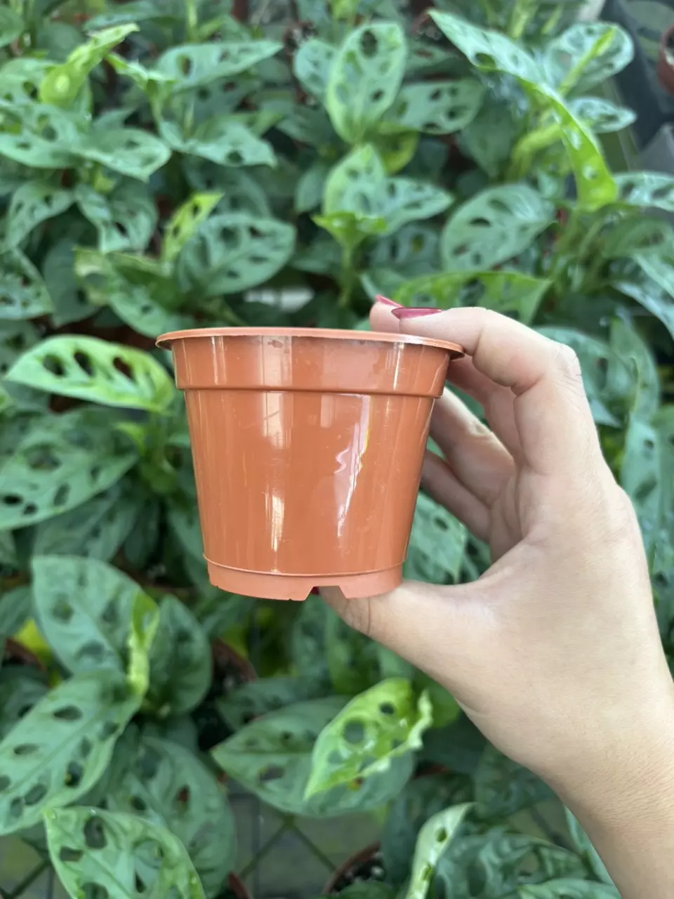 plant/3” Terra Cotta Pots (10)-0