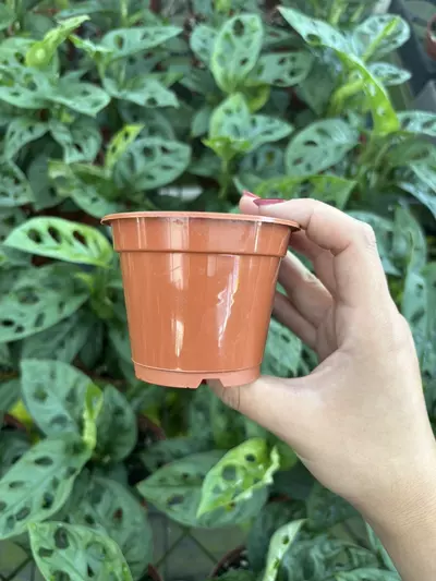 plant/3” Terra Cotta Pots (10)-0-thumbnail