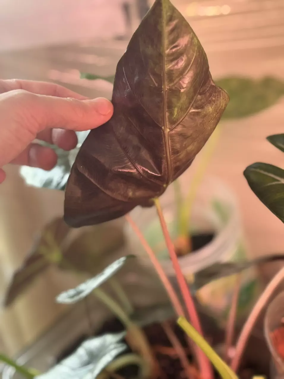 plant/Aurea Pink Dragon Alocasia-1