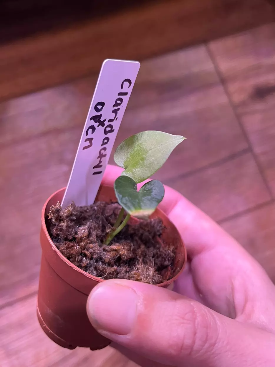 plant/Claridactyl x open seedling-0