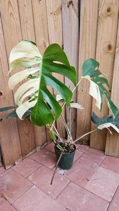 heat_pack/Giant Monstera Deliciosa Alba Albo variegated LIVE PLANT 3ft tall-0-thumbnail