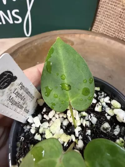 plant/A. Pap Legend x Mag Verde-3-thumbnail