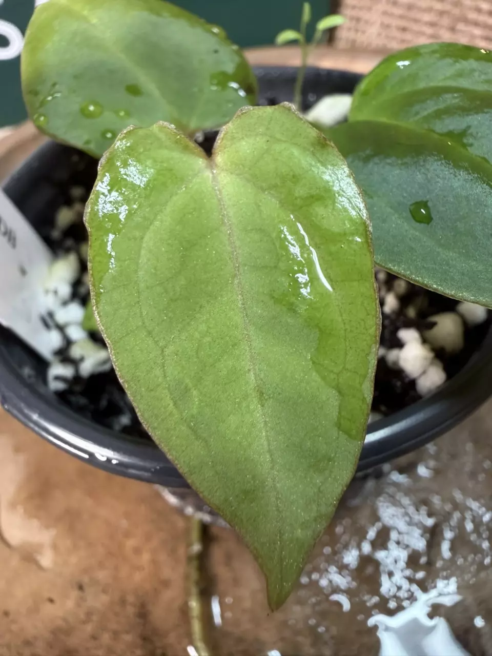 plant/A. Kuna CC1 x (DB Brielle x Red Crystal)-1