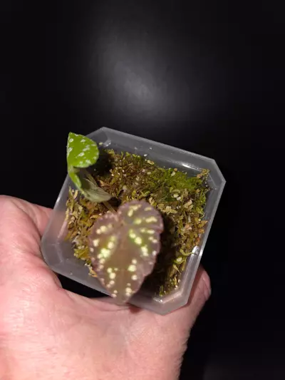 plant/Begonia Botanicaz 96-2-thumbnail