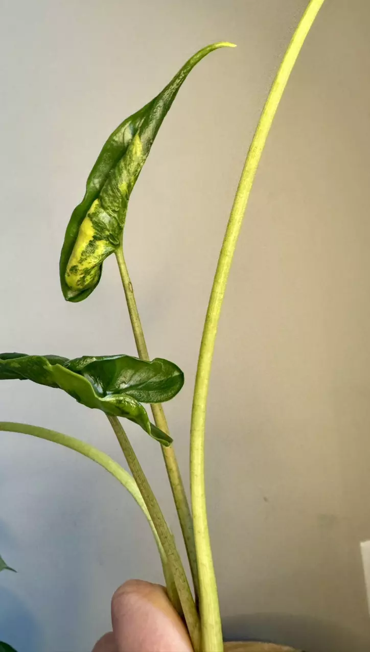 plant/Alocasia Shock Treatment Aurea-2