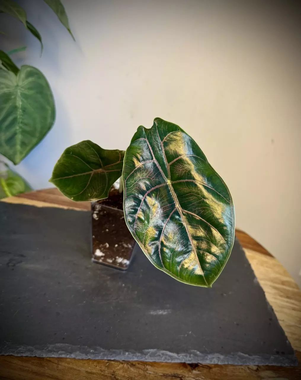 plant/Alocasia Azlanii-0
