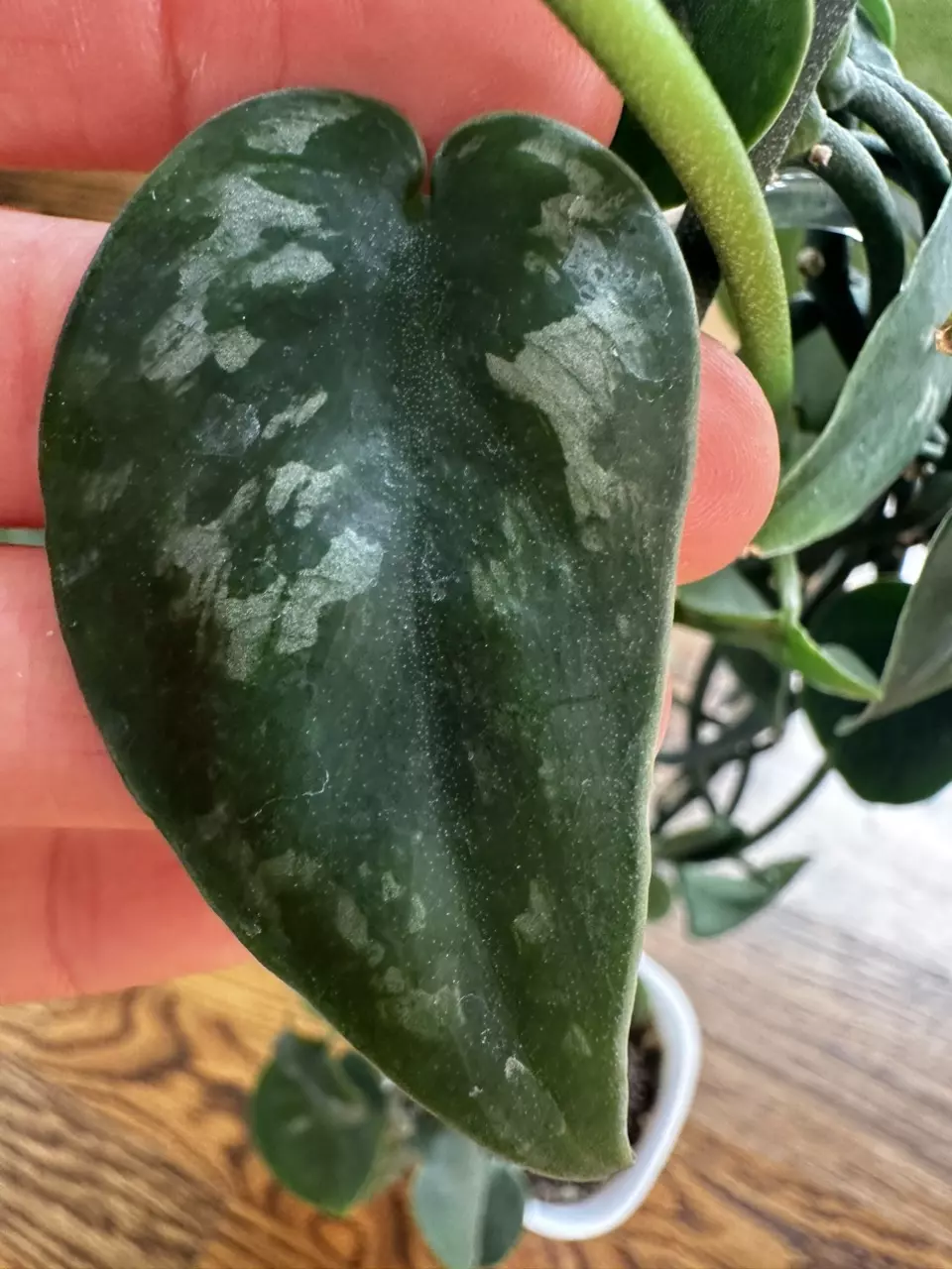 plant/Scindapsus Black Mamba 0218-1