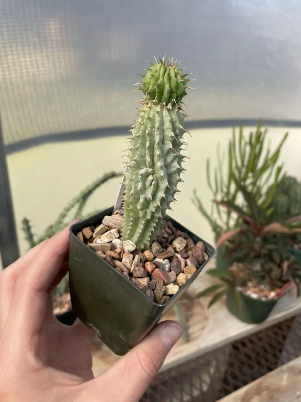 plant/Hoodia macrantha, seed grown Asclepiad-0