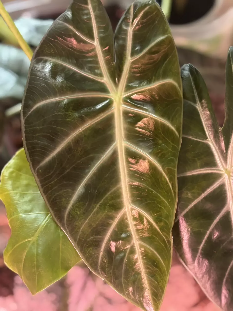 plant/Aurea Pink Dragon Alocasia-0