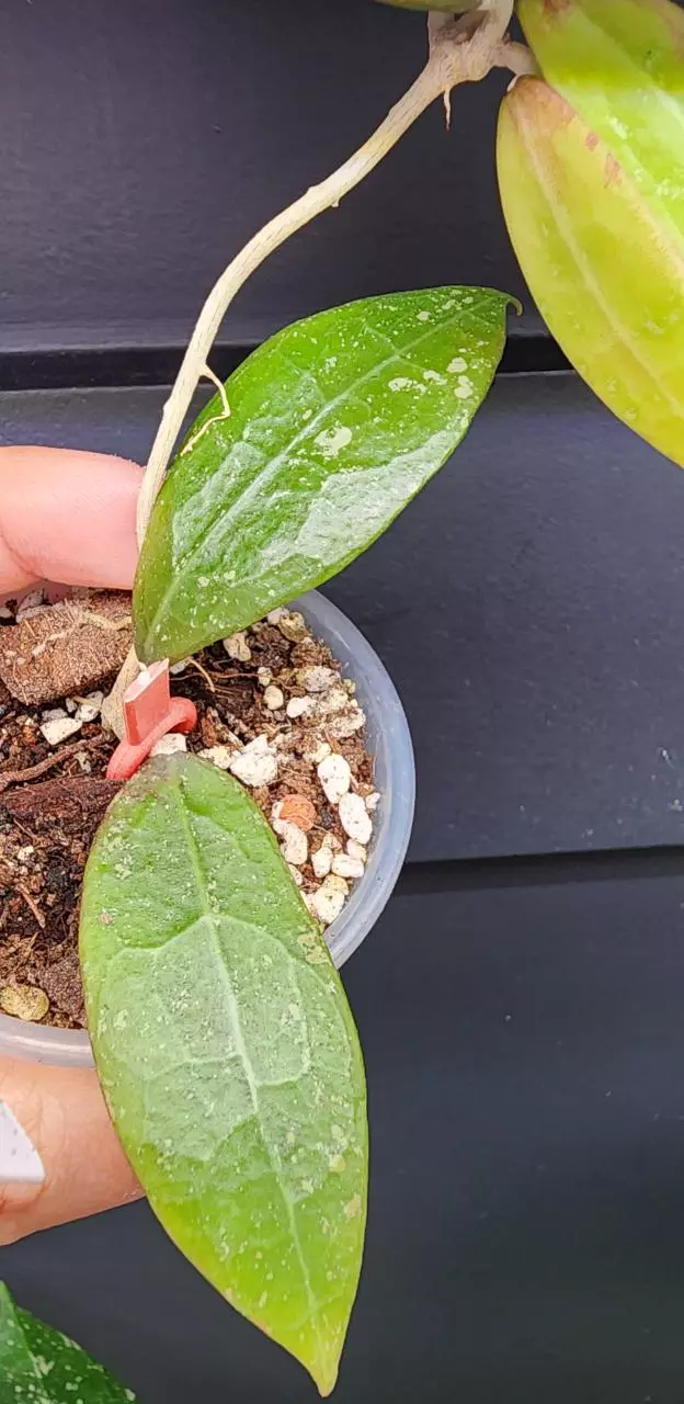 plant/Hoya Pallida-1