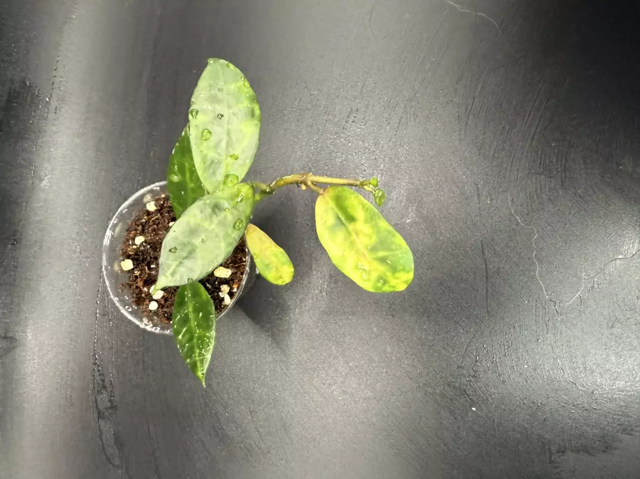 plant/Lacunosa Amarillo # 463-1