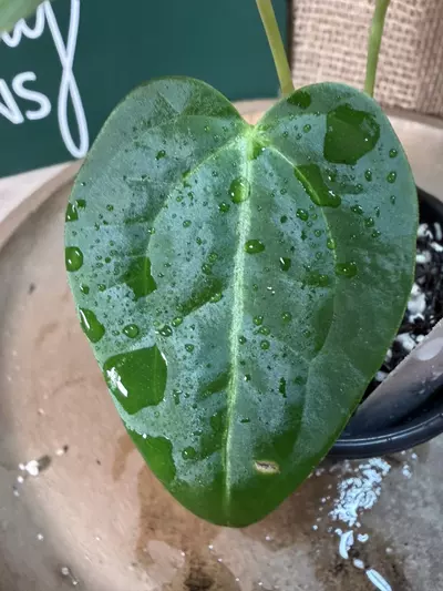 plant/A. Goliath x KD NOID The Dale *Last 1!-2-thumbnail