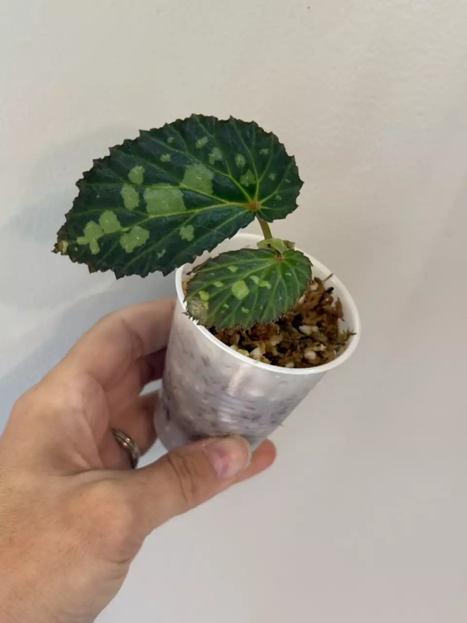 plant/Mantuk begonia-0