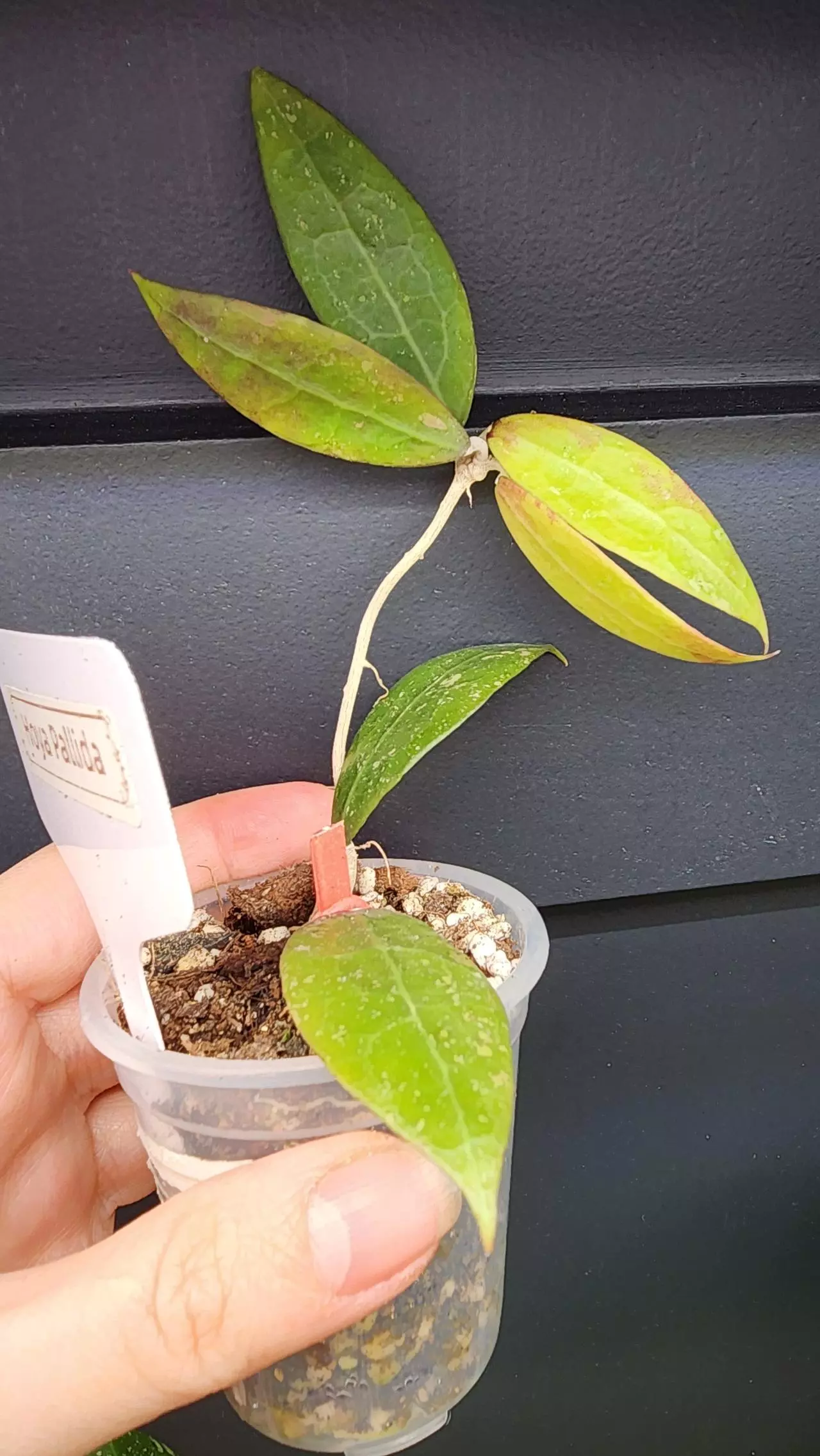 plant/Hoya Pallida-0