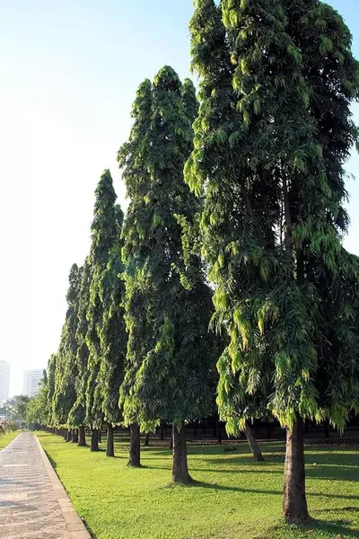 plant/LIVE PLANT 2ft Monoon longifolium False ashoka Asoka Polyalthia longifolia Mast-1-thumbnail