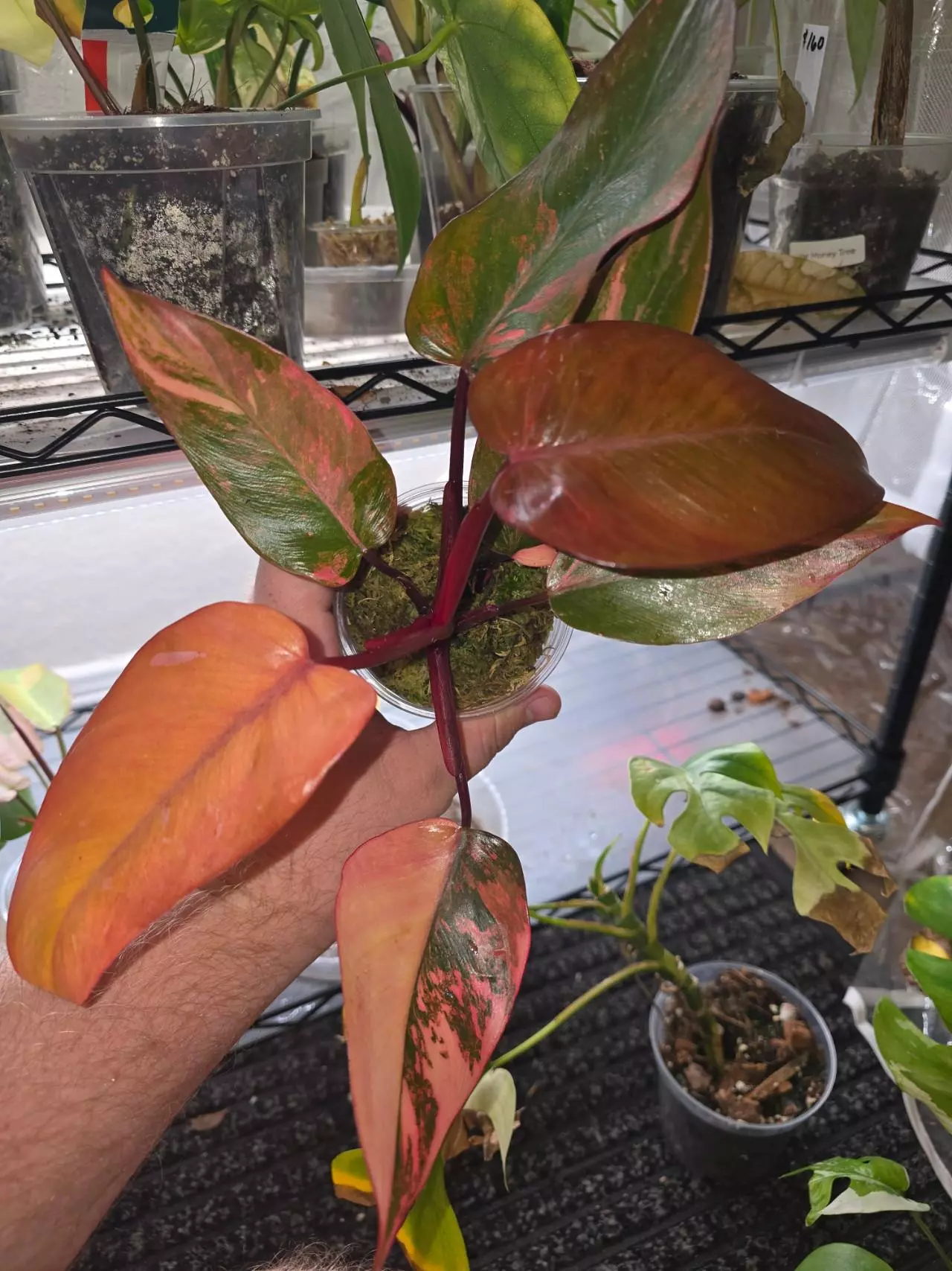 plant/Fire Princess Philodendron-0