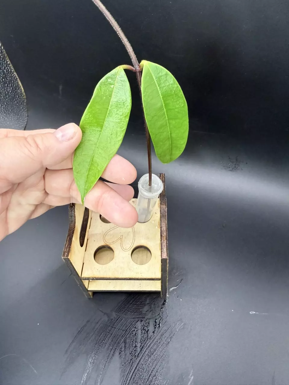 plant/Cutting: Hoya thuathienhuensis-0