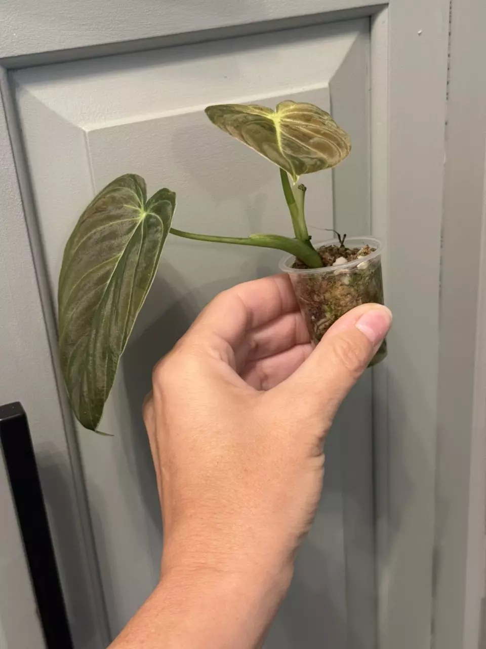 plant/Orange melano-1