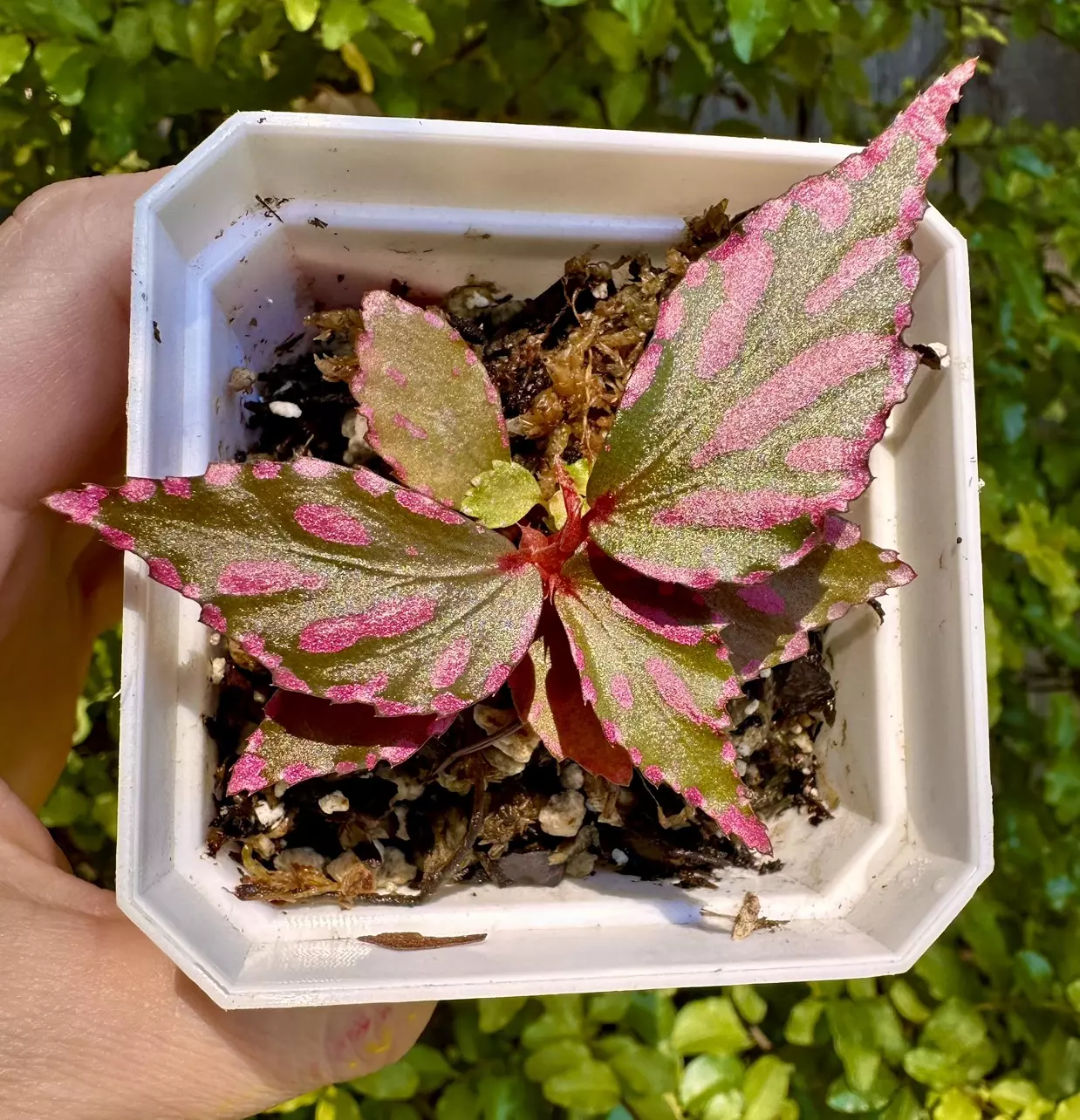plant/Begonia sp. Julau-0