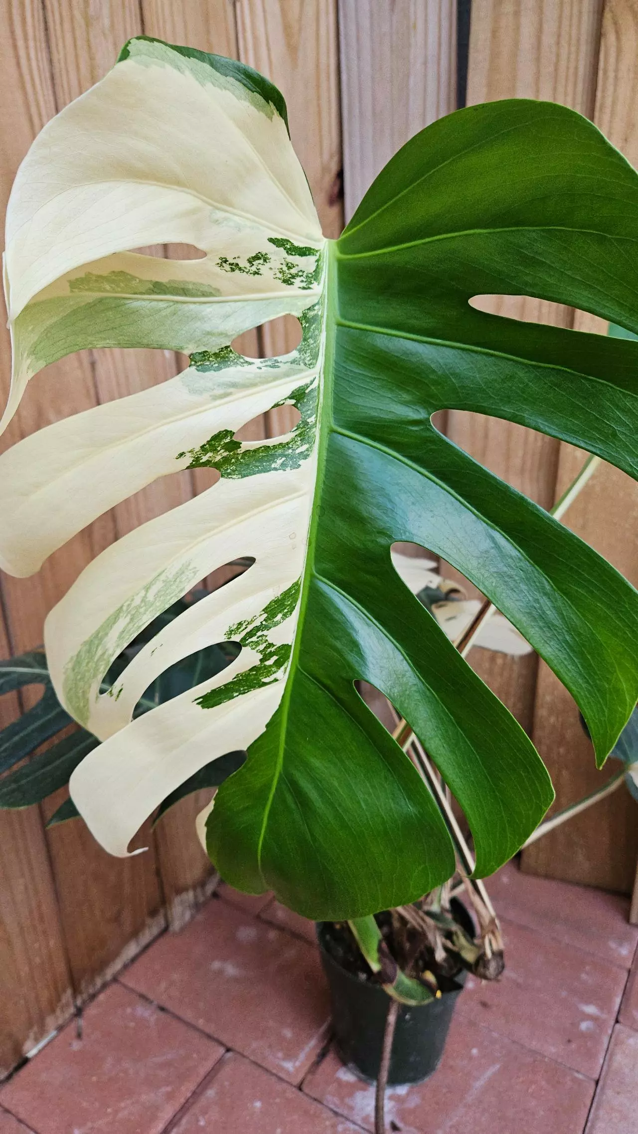 heat_pack/Giant Monstera Deliciosa Alba Albo variegated LIVE PLANT 3ft tall-1
