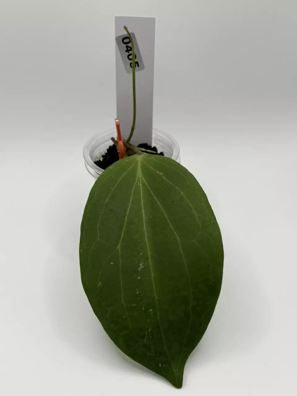 plant/0424 hoya nicholsoniae-1