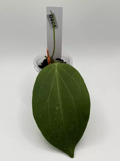 plant/0424 hoya nicholsoniae-1-thumbnail