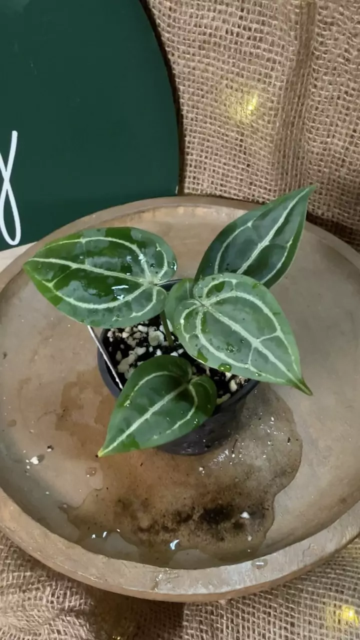 plant/A. Michelle x (Tim Anderson Black x Villenaorum) *Last 1!-5