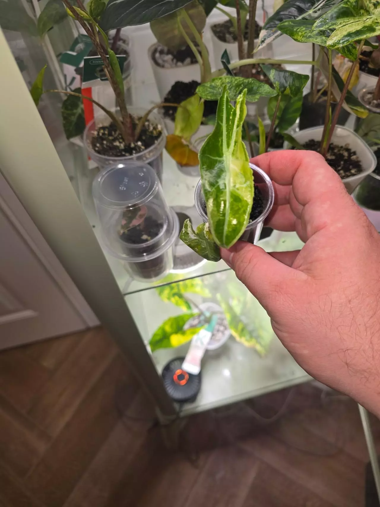 plant/Variegated Longiloba sp. Borneo-0