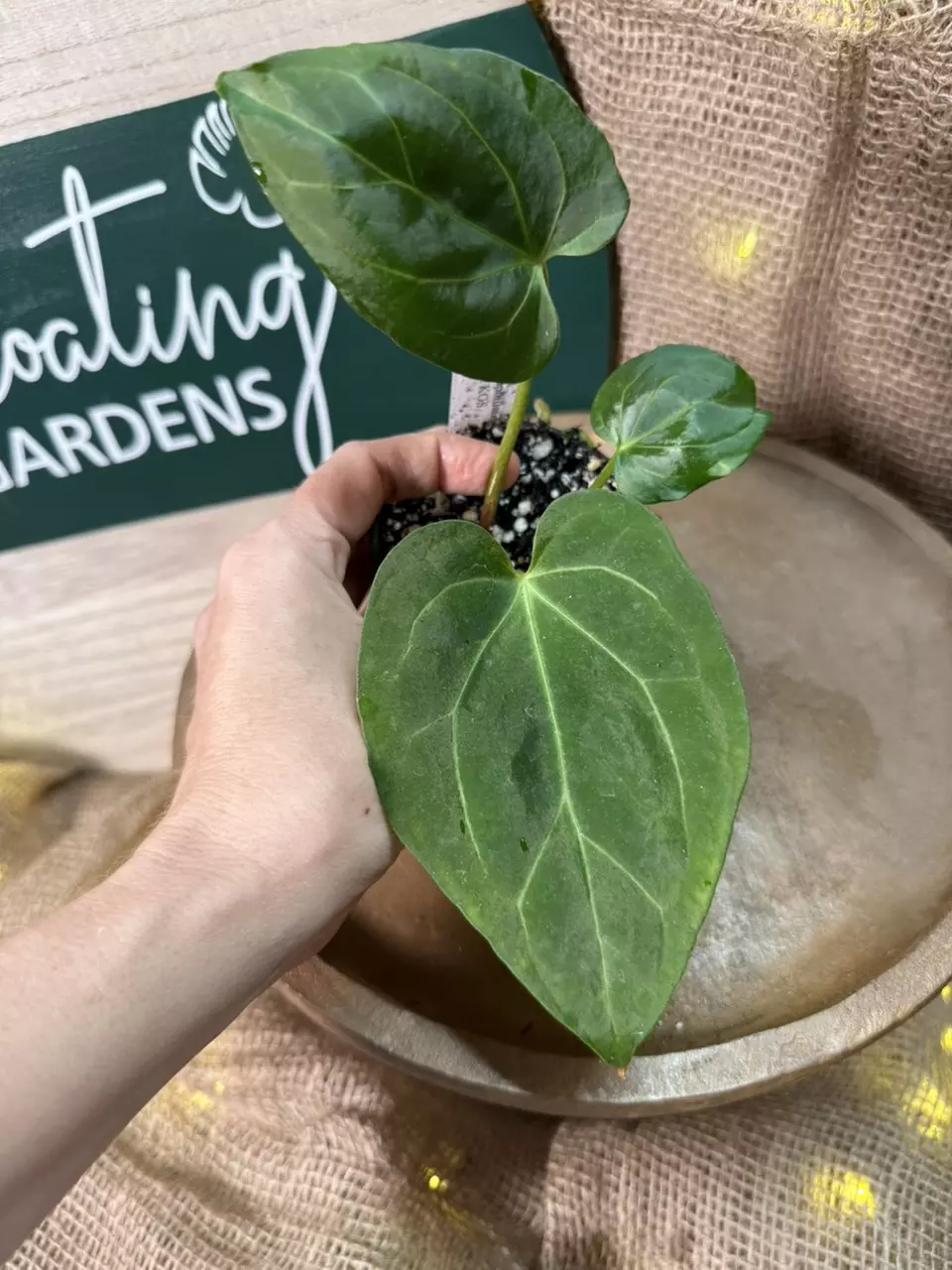 plant/A. Pap x KOS-0