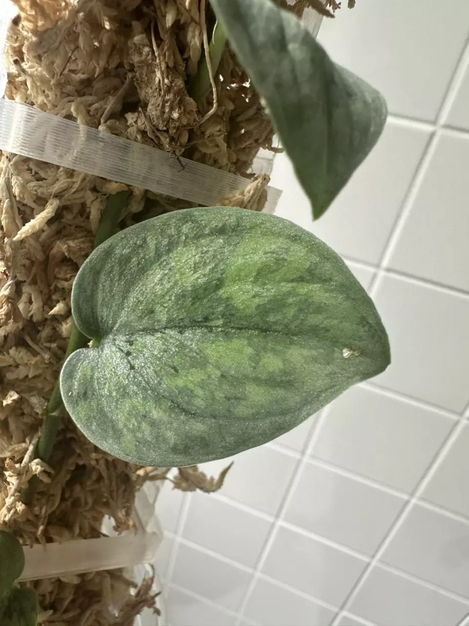 plant/0215 Scindapsus Snowflek-1