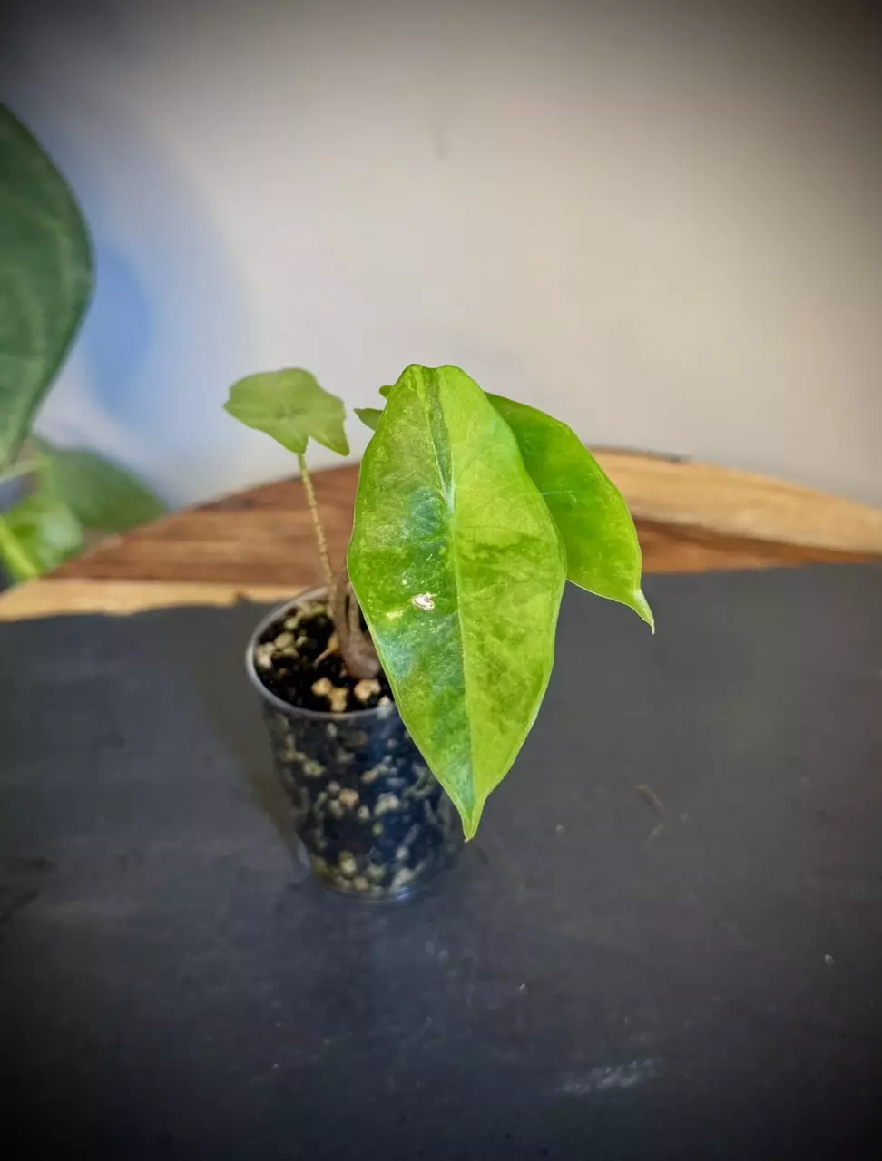 plant/Alocasia Longiloba lemon lime-0