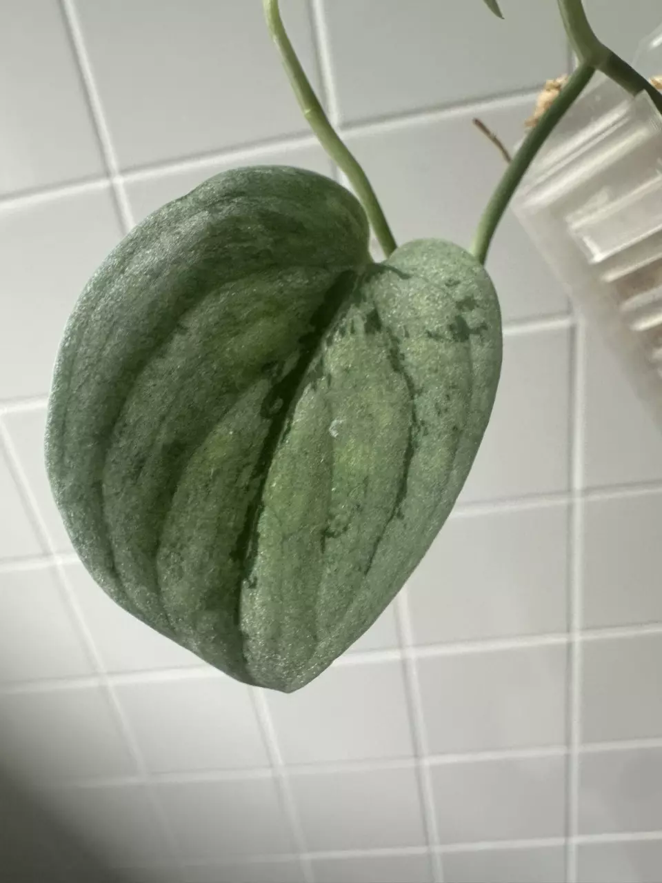 plant/0215 Scindapsus Snowflek-3