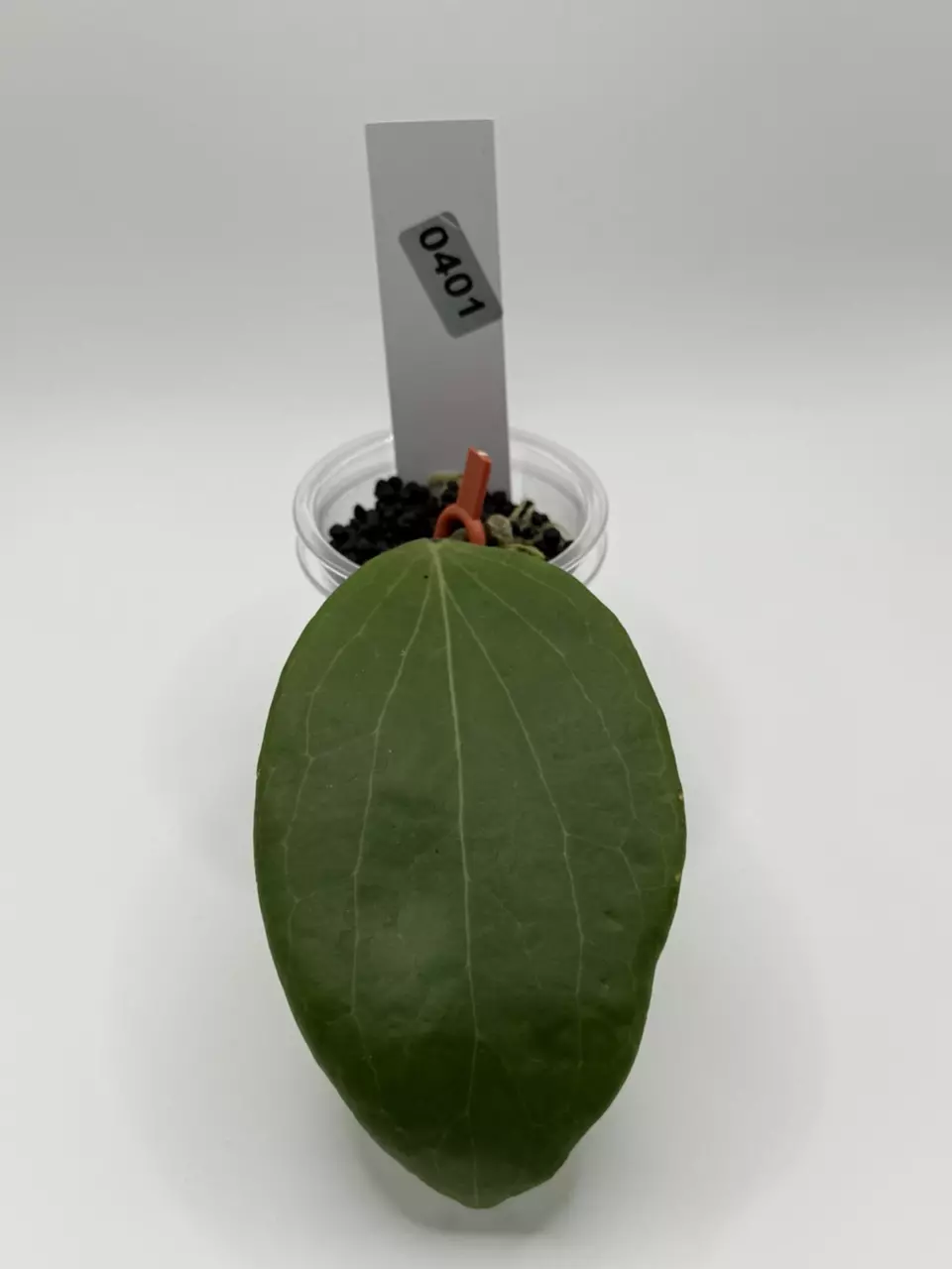 plant/0424 hoya nicholsoniae-3