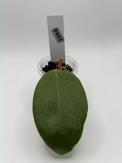 plant/0424 hoya nicholsoniae-3-thumbnail