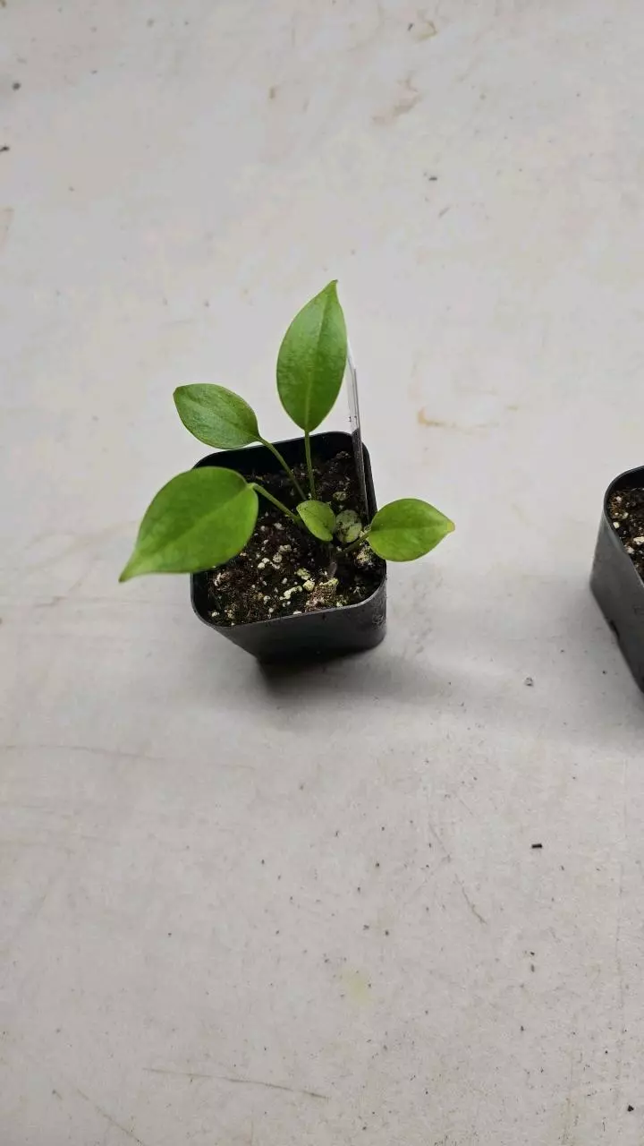 plant/Anthurium Wendlingeri-0