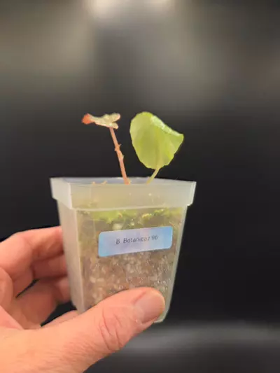 plant/Begonia Botanicaz 96-1-thumbnail
