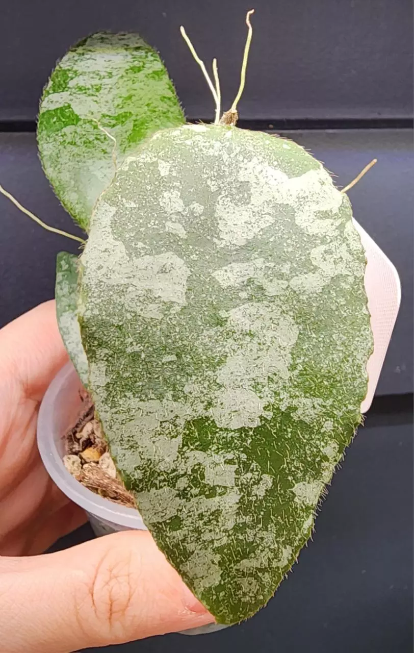plant/Hoya Caudata Silver-1