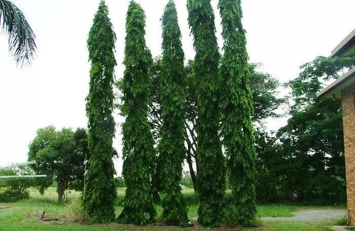 plant/LIVE PLANT 2ft Monoon longifolium False ashoka Asoka Polyalthia longifolia Mast-0