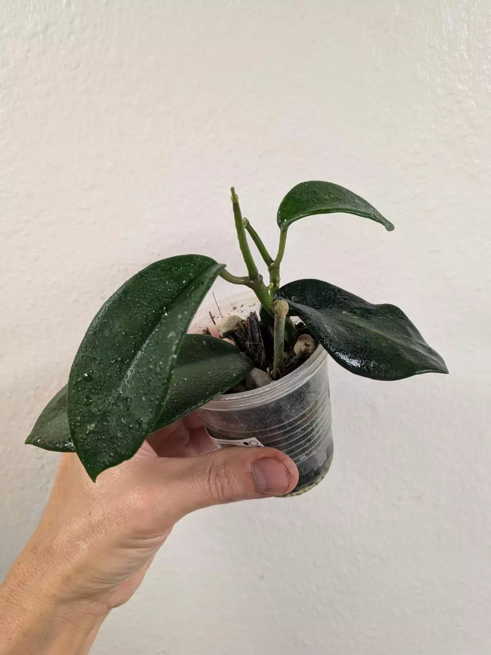 plant/Hoya sp. Chu Yang Sin Miral 272 with 2 vines and growth points!-1
