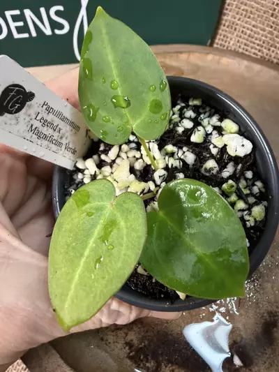 plant/A. Pap Legend x Mag Verde-0-thumbnail