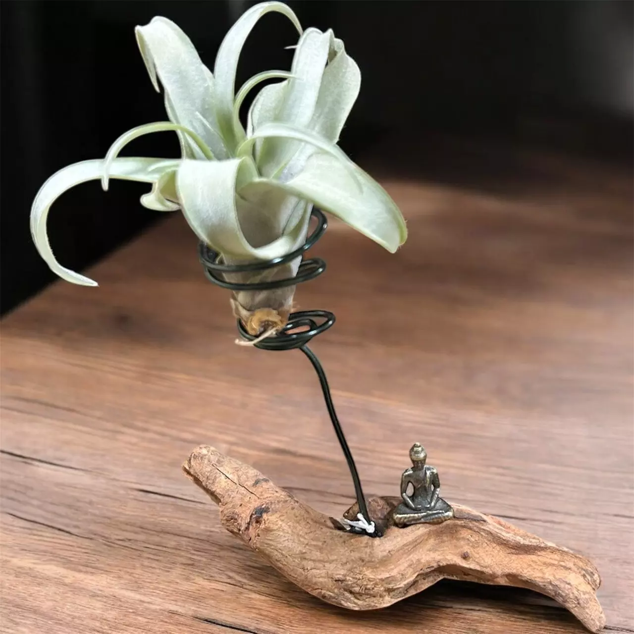 plant/Tillandsia Peach capitata with bronze figure and driftwood air plant display-0