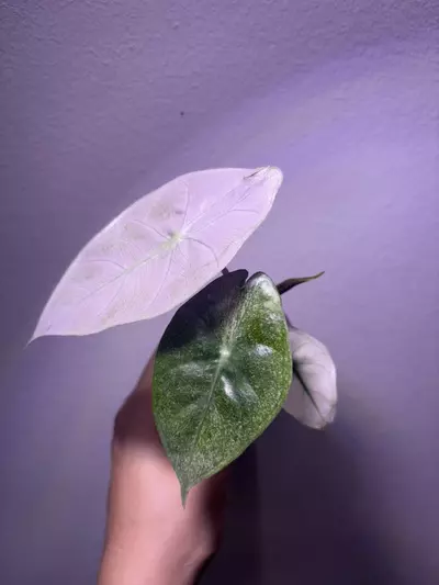 plant/✨Alocasia Pink Dragon Silver✨-1-thumbnail