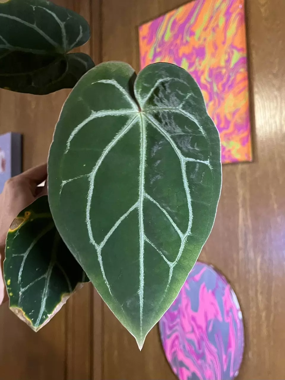 plant/Ace of Velvet (AOS self) x Ace of Purple F1-0