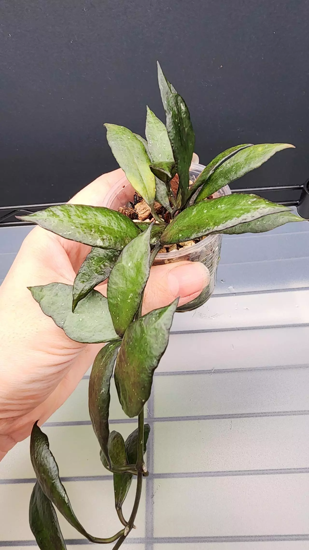 plant/Hoya Lacunosa Black Queen-J-1