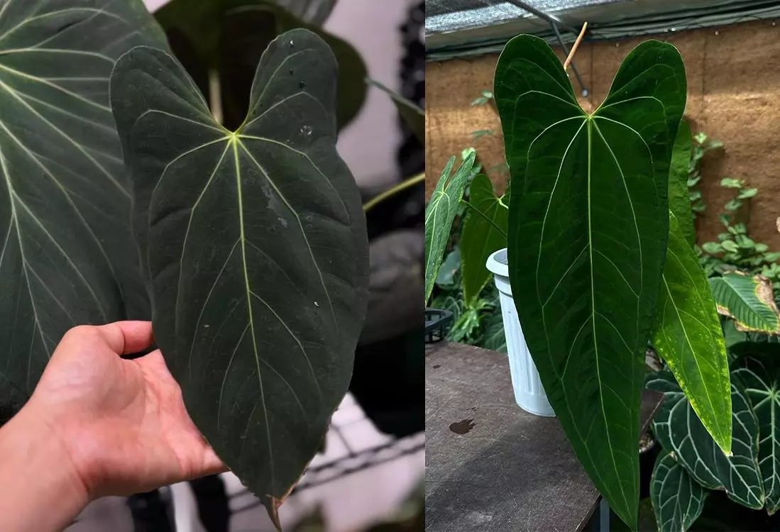 plant/Seed grown anthurium dark mama X legend starter plant growers choice-0