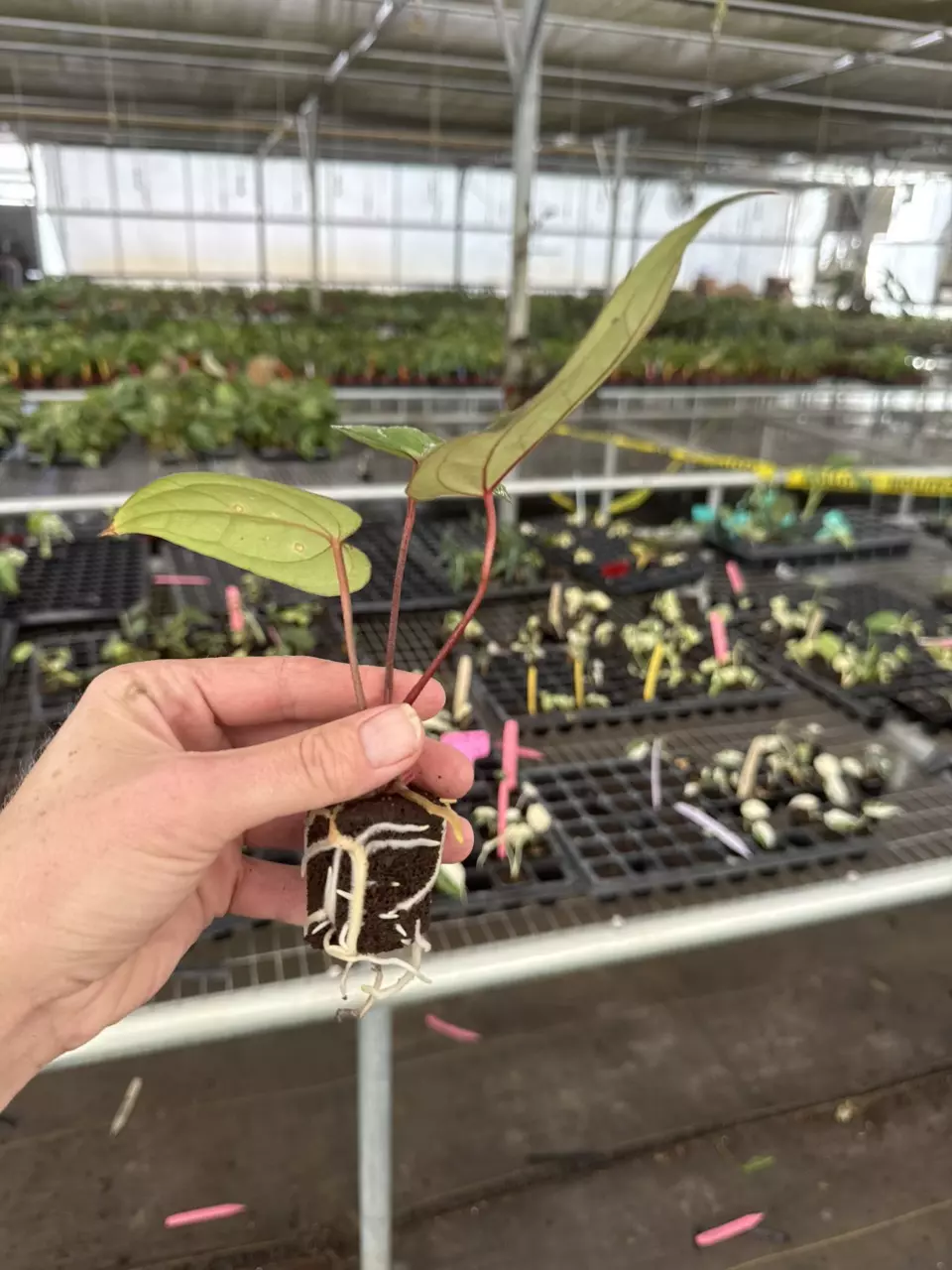 plant/Seed grown anthurium red gunsal x regale starter plant growers-7