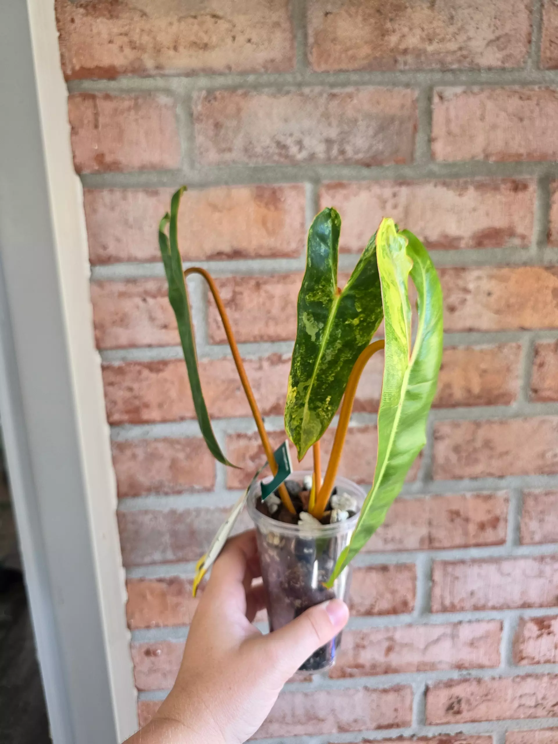 plant/Philodendron Billietiae Variegated-0